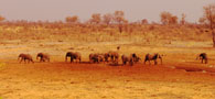Elephant Hyena